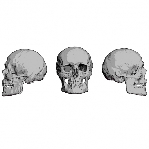 Skulls Set - 54mm _ Michael Kontraros Collectibles