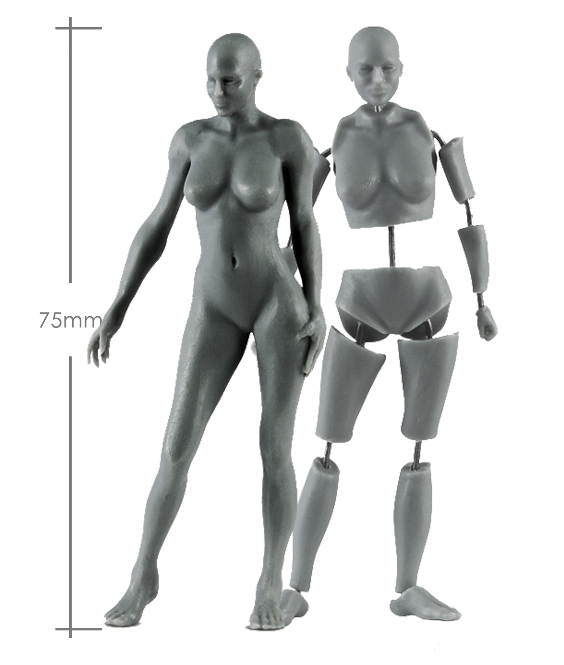 Female Anatomy Kit - 75mm