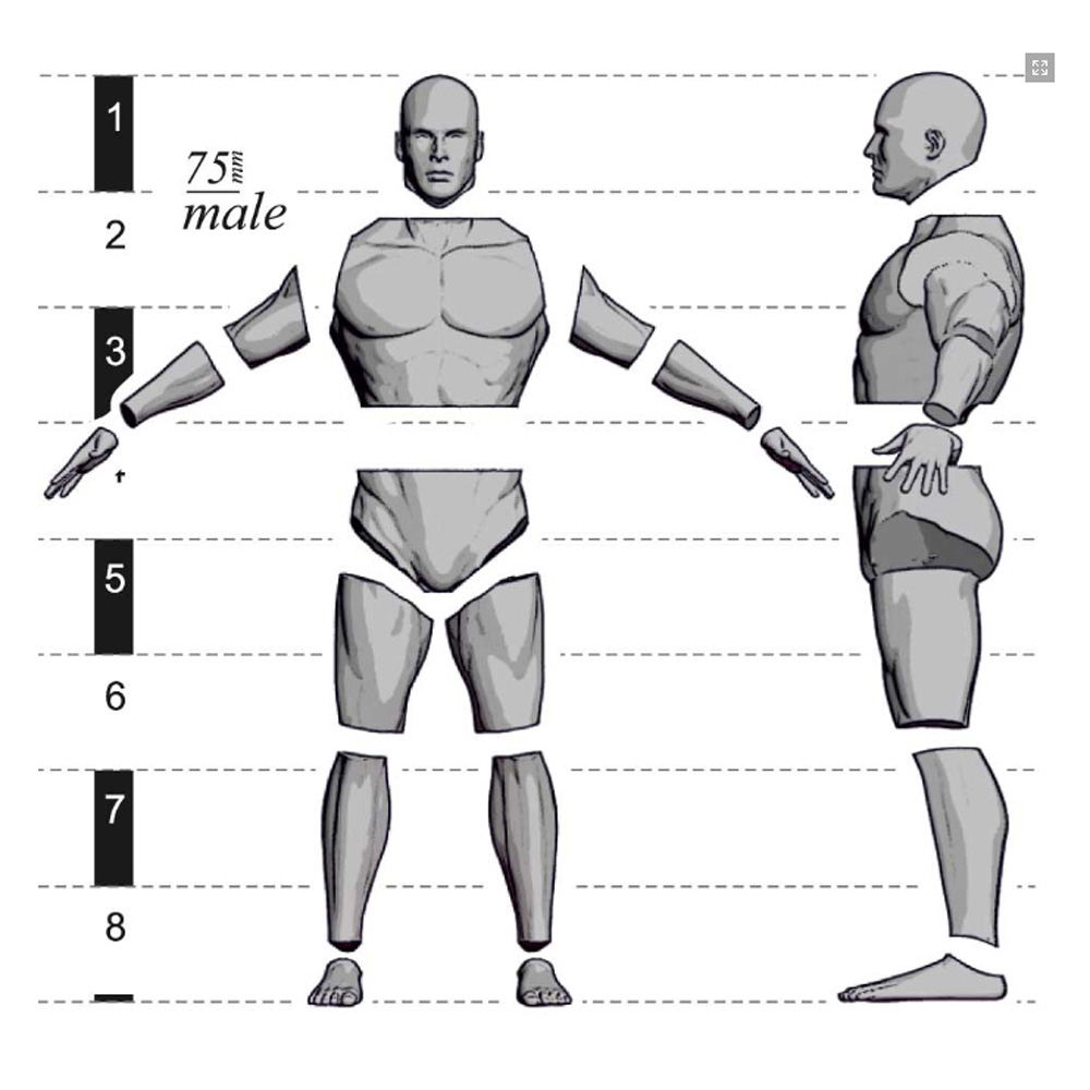 Male Anatomy Set - 54mm | Michael Kontraros Collectibles