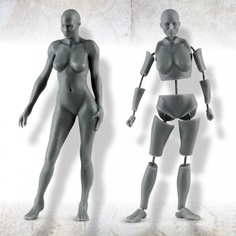 Female Anatomy Kit - 75mm_ Michael Kontraros Collectibles