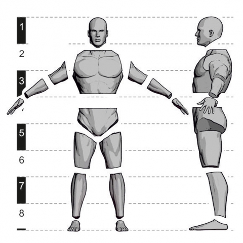 Male Anatomy Kit 75mm_ Michael Kontraros Collectibles