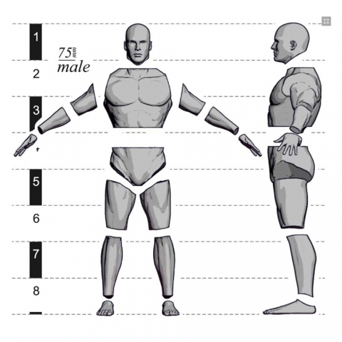 Male Anatomy Set - 54mm_ Michael Kontraros Collectibles